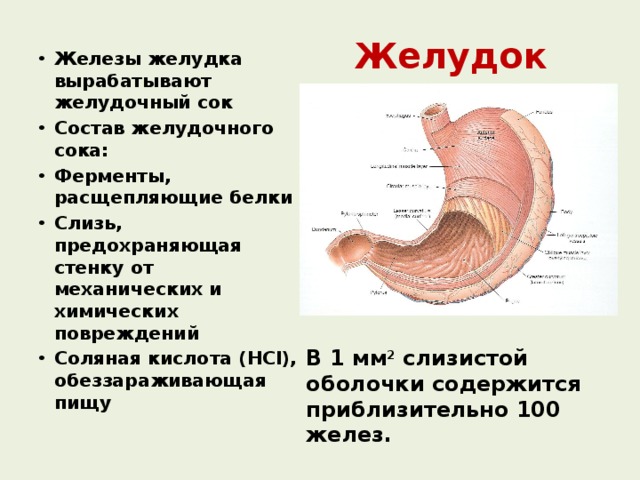 Желудок Железы желудка вырабатывают желудочный сок Состав желудочного сока: Ферменты, расщепляющие белки Слизь, предохраняющая стенку от механических и химических повреждений Соляная кислота (HCl), обеззараживающая пищу  В 1 мм 2 слизистой оболочки содержится приблизительно 100 желез. 