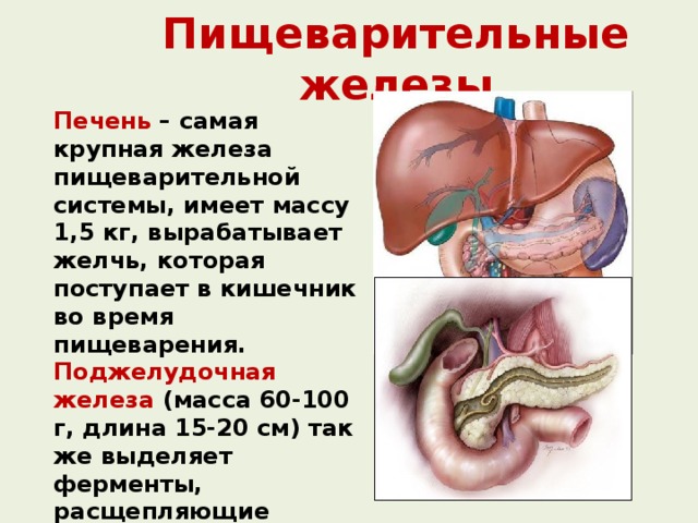 Пищеварительные железы Печень – самая крупная железа пищеварительной системы, имеет массу 1,5 кг, вырабатывает желчь, которая поступает в кишечник во время пищеварения. Поджелудочная железа (масса 60-100 г, длина 15-20 см) так же выделяет ферменты, расщепляющие белки, жиры, углеводы и вырабатывает гормон инсулин. 