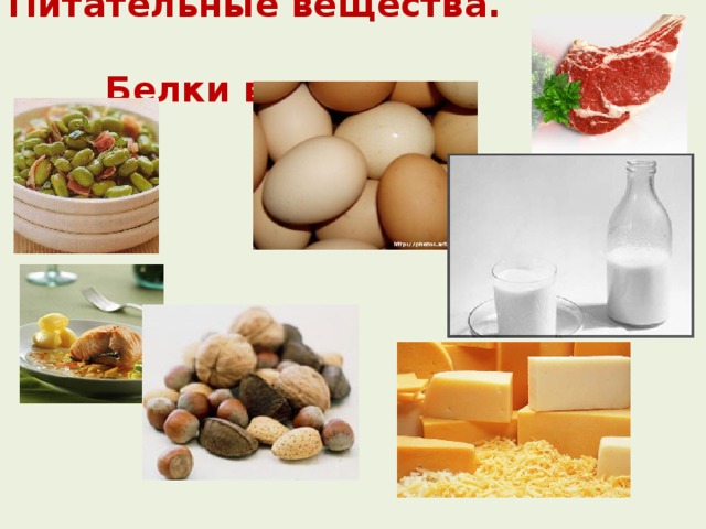 Питательные вещества.  Белки в пище: 
