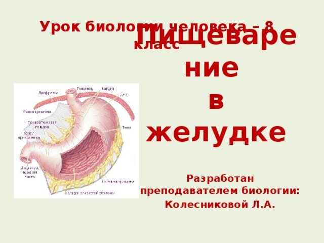 Урок биологии человека – 8 класс Пищеварение  в желудке Разработан преподавателем биологии: Колесниковой Л.А. 