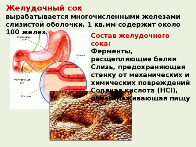 Желудочный сок  вырабатывается многочисленными железами слизистой оболочки. 1 кв.мм содержит около 100 желез. Состав желудочного сока: Ферменты, расщепляющие белки Слизь, предохраняющая стенку от механических и химических повреждений Соляная кислота (HCl), обеззараживающая пищу 