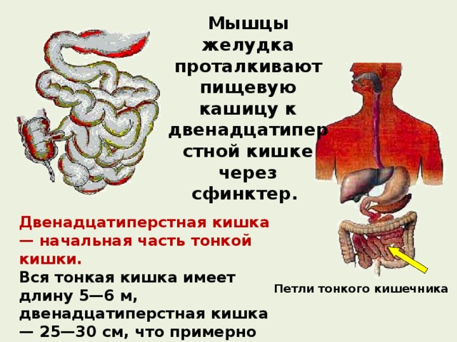 Мышцы желудка проталкивают пищевую кашицу к двенадцатиперстной кишке через сфинктер. Двенадцатиперстная кишка — начальная часть тонкой кишки. Вся тонкая кишка имеет длину 5—6 м, двенадцатиперстная кишка — 25—30 см, что примерно соответствует ширине сложенных вместе двенадцати пальцев Петли тонкого кишечника 