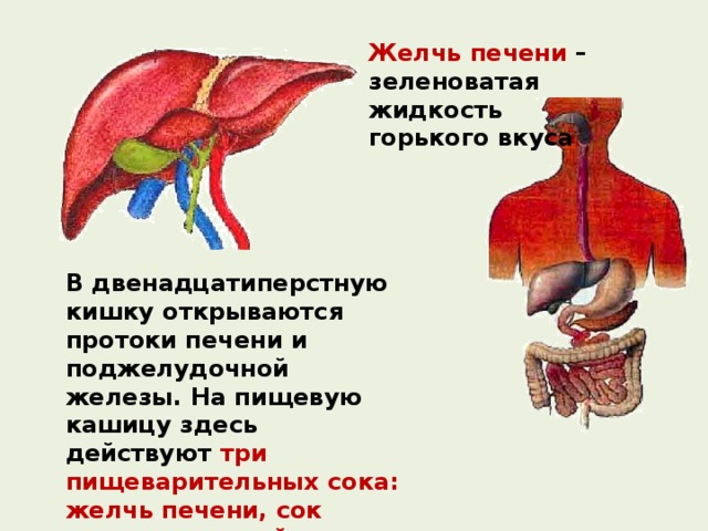 Желчь печени – зеленоватая жидкость горького вкуса В двенадцатиперстную кишку открываются протоки печени и поджелудочной железы. На пищевую кашицу здесь действуют три пищеварительных сока: желчь печени, сок поджелудочной железы, сок кишечных железок. 