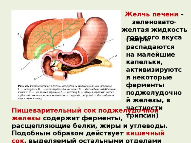 Желчь печени – зеленовато-желтая жидкость горького вкуса (жиры распадаются на малейшие капельки, активизируются некоторые ферменты поджелудочной железы, в частности трипсин) Пищеварительный сок поджелудочной железы содержит ферменты, расщепляющие белки, жиры и углеводы. Подобным образом действует кишечный сок , выделяемый остальными отделами тонкой кишки. 