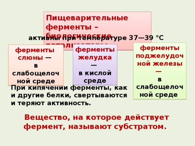 Пищеварительные ферменты – биологические катализаторы активны при температуре 37—39 °С ферменты поджелудочной железы —  в слабощелочной среде ферменты желудка — в кислой среде ферменты слюны — в слабощелочной среде При кипячении ферменты, как и другие белки, свертываются и теряют активность. Вещество, на которое действует фермент, называют субстратом. 