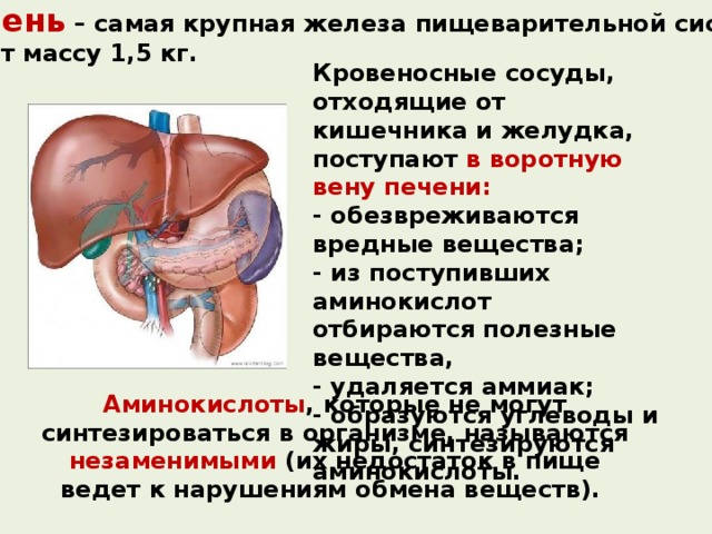 Печень – самая крупная железа пищеварительной системы, имеет массу 1,5 кг. Кровеносные сосуды, отходящие от кишечника и желудка, поступают в воротную вену печени: - обезвреживаются вредные вещества; - из поступивших аминокислот отбираются полезные вещества, - удаляется аммиак; - образуются углеводы и жиры, синтезируются аминокислоты. Аминокислоты , которые не могут синтезироваться в организме, называются незаменимыми (их недостаток в пище ведет к нарушениям обмена веществ). 