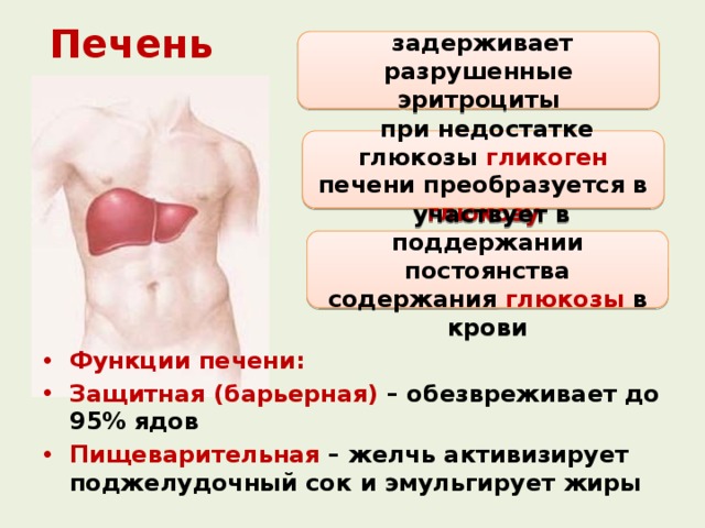 Печень  задерживает разрушенные эритроциты  при недостатке глюкозы гликоген печени преобразуется в глюкозу  участвует в поддержании постоянства содержания глюкозы в крови Функции печени: Защитная (барьерная) – обезвреживает до 95% ядов Пищеварительная – желчь активизирует поджелудочный сок и эмульгирует жиры 