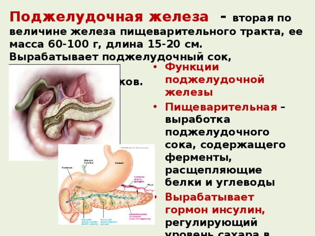 Поджелудочная железа  - вторая по величине железа пищеварительного тракта, ее масса 60-100 г, длина 15-20 см. Вырабатывает поджелудочный сок, участвующий в расщеплении белков. Функции поджелудочной железы Пищеварительная – выработка поджелудочного сока, содержащего ферменты, расщепляющие белки и углеводы Вырабатывает гормон инсулин, регулирующий уровень сахара в крови 