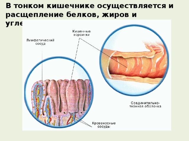 В тонком кишечнике осуществляется и расщепление белков, жиров и углеводов до конечных продуктов. 