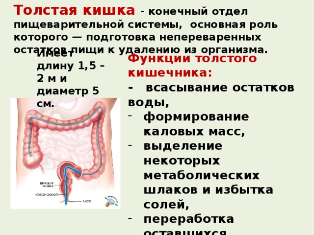 Толстая кишка - конечный отдел пищеварительной системы, основная роль которого — подготовка непереваренных остатков пищи к удалению из организма. Имеет длину 1,5 – 2 м и диаметр 5 см. Функции толстого кишечника: - всасывание остатков воды, формирование каловых масс, выделение некоторых метаболических шлаков и избытка солей, переработка оставшихся питательных веществ микробами, получение с их помощью недостающих витаминов. 