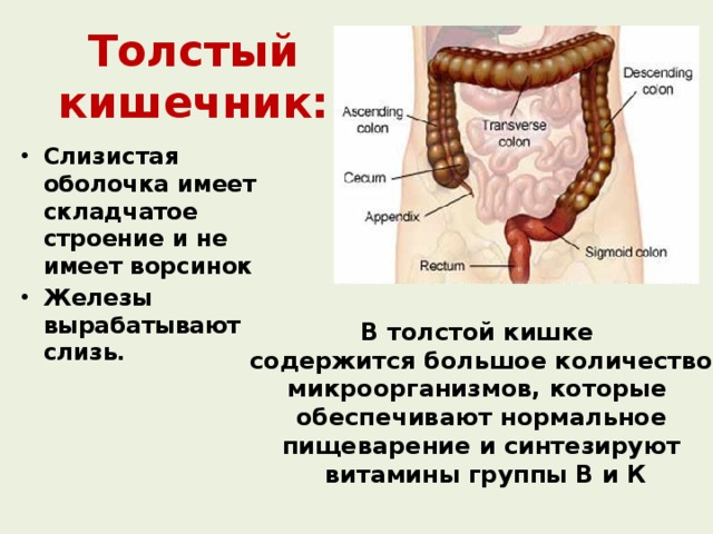 Толстый кишечник: Слизистая оболочка имеет складчатое строение и не имеет ворсинок Железы вырабатывают слизь. В толстой кишке содержится большое количество микроорганизмов, которые обеспечивают нормальное пищеварение и синтезируют  витамины группы В и К 