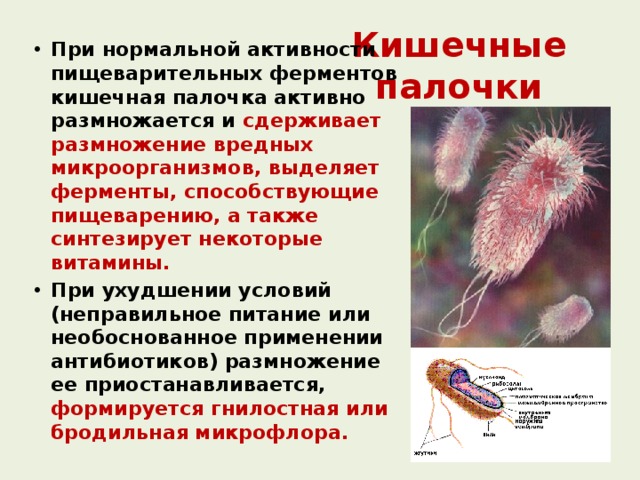 Кишечные палочки При нормальной активности пищеварительных ферментов кишечная палочка активно размножается и сдерживает размножение вредных микроорганизмов, выделяет ферменты, способствующие пищеварению, а также синтезирует некоторые витамины. При ухудшении условий (неправильное питание или необоснованное применении антибиотиков) размножение ее приостанавливается, формируется гнилостная или бродильная микрофлора. 