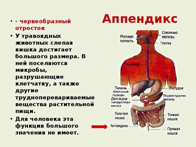 Аппендикс -  червеобразный отросток У травоядных животных слепая кишка достигает большого размера. В ней поселяются микробы, разрушающие клетчатку, а также другие трудноперевариваемые вещества растительной пищи. Для человека эта функция большого значения не имеет. 