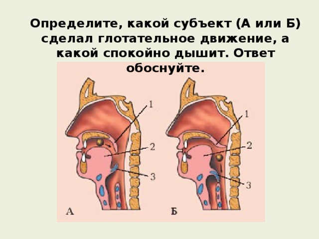 Определите, какой субъект (А или Б) сделал глотательное движение, а какой спокойно дышит. Ответ обоснуйте. 