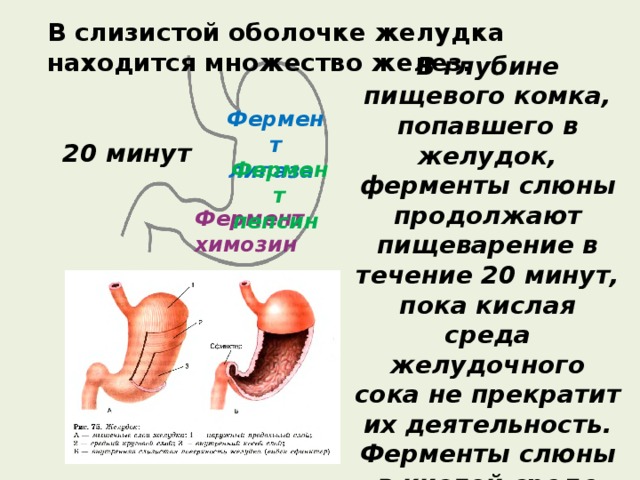 В слизистой оболочке желудка находится множество желез. В глубине пищевого комка, попавшего в желудок, ферменты слюны продолжают пищеварение в течение 20 минут, пока кислая среда желудочного сока не прекратит их деятельность. Ферменты слюны в кислой среде желудка недеятельны. Фермент липаза 20 минут Фермент  пепсин  Фермент  химозин  