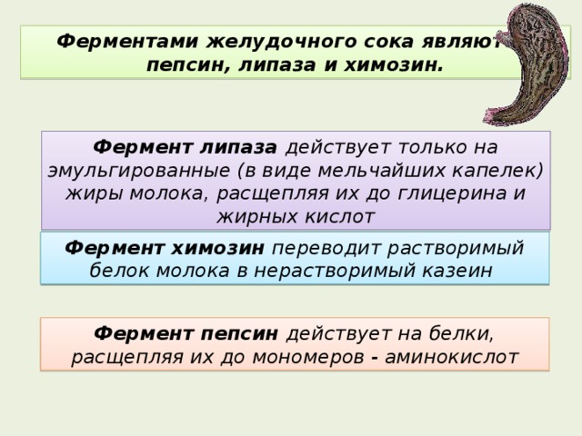 Ферментами желудочного сока являются пепсин, липаза и химозин. Фермент липаза действует только на эмульгированные (в виде мельчайших капелек) жиры молока, расщепляя их до глицерина и жирных кислот Фермент химозин переводит растворимый белок молока в нерастворимый казеин Фермент пепсин действует на белки, расщепляя их до мономеров - аминокислот 