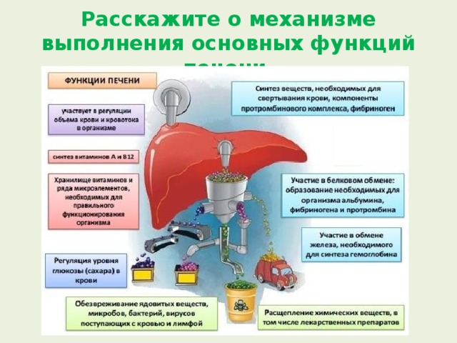 Расскажите о механизме выполнения основных функций печени. 