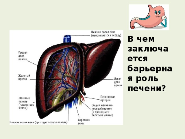 В чем заключается барьерная роль печени? 