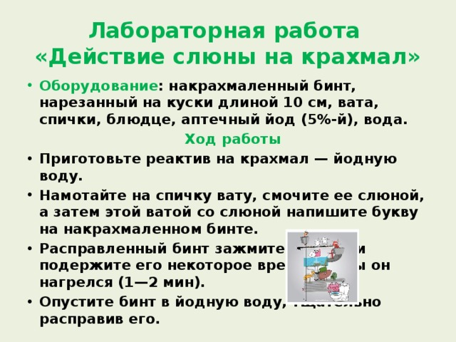 Лабораторная работа  «Действие слюны на крахмал» Оборудование : накрахмаленный бинт, нарезанный на куски длиной 10 см, вата, спички, блюдце, аптечный йод (5%-й), вода. Ход работы Приготовьте реактив на крахмал — йодную воду. Намотайте на спичку вату, смочите ее слюной, а затем этой ватой со слюной напишите букву на накрахмаленном бинте. Расправленный бинт зажмите в руках и подержите его некоторое время, чтобы он нагрелся (1—2 мин). Опустите бинт в йодную воду, тщательно расправив его. 
