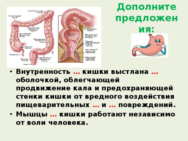 Дополните предложения: Внутренность … кишки выстлана … оболочкой, облегчающей продвижение кала и предохраняющей стенки кишки от вредного воздействия пищеварительных … и … повреждений. Мышцы … кишки работают независимо от воли человека. 