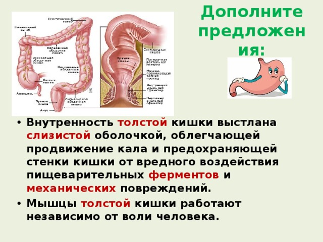 Дополните предложения: Внутренность толстой кишки выстлана слизистой  оболочкой, облегчающей продвижение кала и предохраняющей стенки кишки от вредного воздействия пищеварительных ферментов и механических повреждений. Мышцы толстой кишки работают независимо от воли человека. 