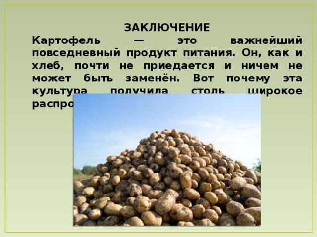 ЗАКЛЮЧЕНИЕ Картофель — это важнейший повседневный продукт питания. Он, как и хлеб, почти не приедается и ничем не может быть заменён. Вот почему эта культура получила столь широкое распространение по всему миру. 