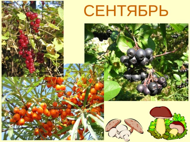СЕНТЯБРЬ 