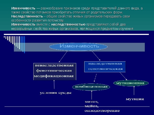 Изменчивость  — разнообразие признаков среди представителей данного вида, а также свойство потомков приобретать отличия от родительских форм.  Наследственность – общее свойство живых организмов передавать свои особенности развития потомству.  Изменчивость вместе с  наследственностью  представляют собой два неразрывных свойства живых организмов, являющихся предметом изучения науки генетики. 