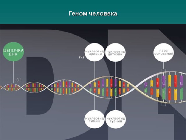 Геном человека 