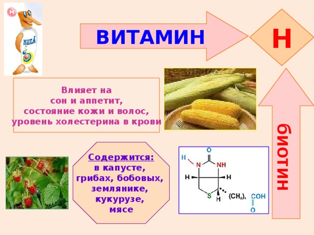биотин H ВИТАМИН    Влияет на  сон и аппетит, состояние кожи и волос, уровень холестерина в крови   Содержится: в капусте, грибах, бобовых, землянике, кукурузе, мясе 