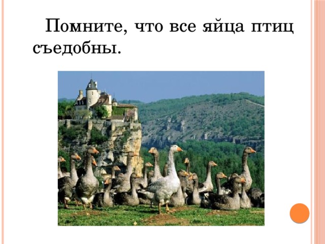 Помните, что все яйца птиц съедобны. 