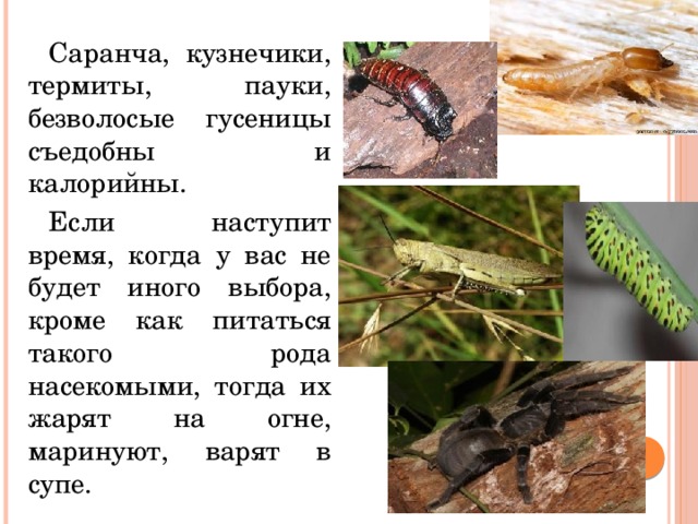 Саранча, кузнечики, термиты, пауки, безволосые гусеницы съедобны и калорийны. Если наступит время, когда у вас не будет иного выбора, кроме как питаться такого рода насекомыми, тогда их жарят на огне, маринуют, варят в супе. 