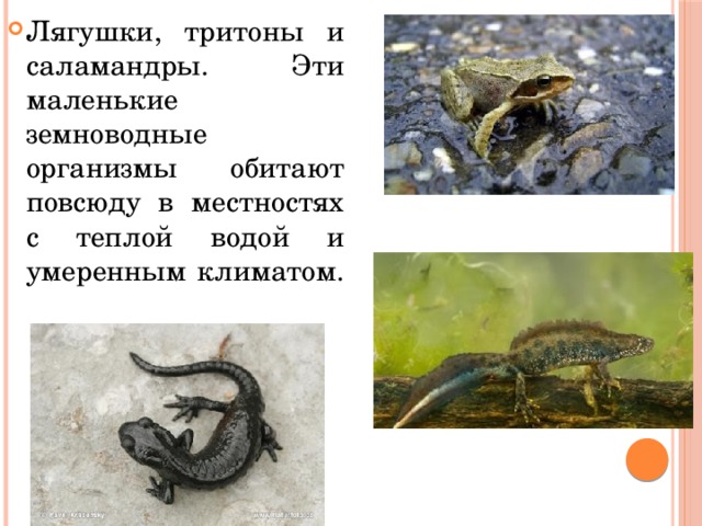 Лягушки, тритоны и саламандры. Эти маленькие земноводные организмы обитают повсюду в местностях с теплой водой и умеренным климатом. 