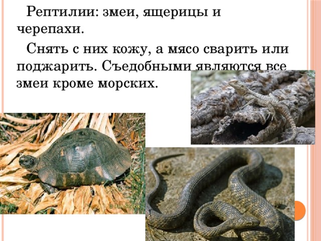 Рептилии: змеи, ящерицы и черепахи. Снять с них кожу, а мясо сварить или поджарить. Съедобными являются все змеи кроме морских. 