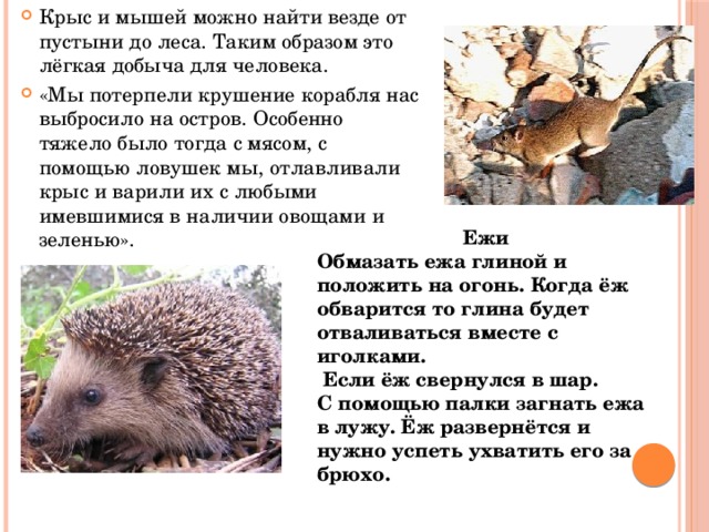 Крыс и мышей можно найти везде от пустыни до леса. Таким образом это лёгкая добыча для человека. «Мы потерпели крушение корабля нас выбросило на остров. Особенно тяжело было тогда с мясом, с помощью ловушек мы, отлавливали крыс и варили их с любыми имевшимися в наличии овощами и зеленью». Ежи Обмазать ежа глиной и положить на огонь. Когда ёж обварится то глина будет отваливаться вместе с иголками.  Если ёж свернулся в шар. С помощью палки загнать ежа в лужу. Ёж развернётся и нужно успеть ухватить его за брюхо. 
