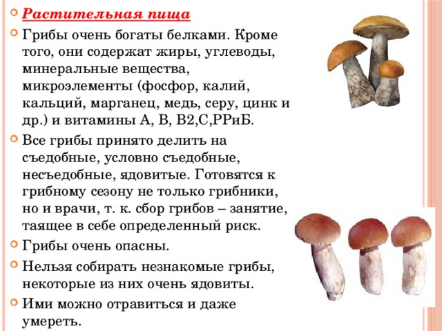 Растительная пища Грибы очень богаты белками. Кроме того, они содержат жиры, углеводы, минеральные вещества, микроэлементы (фосфор, калий, кальций, марганец, медь, серу, цинк и др.) и витамины А, В, В2,С,РРиБ. Все грибы принято делить на съедобные, условно съедобные, несъедобные, ядовитые. Готовятся к грибному сезону не только грибники, но и врачи, т. к. сбор грибов – занятие, таящее в себе определенный риск. Грибы очень опасны. Нельзя собирать незнакомые грибы, некоторые из них очень ядовиты. Ими можно отравиться и даже умереть.  