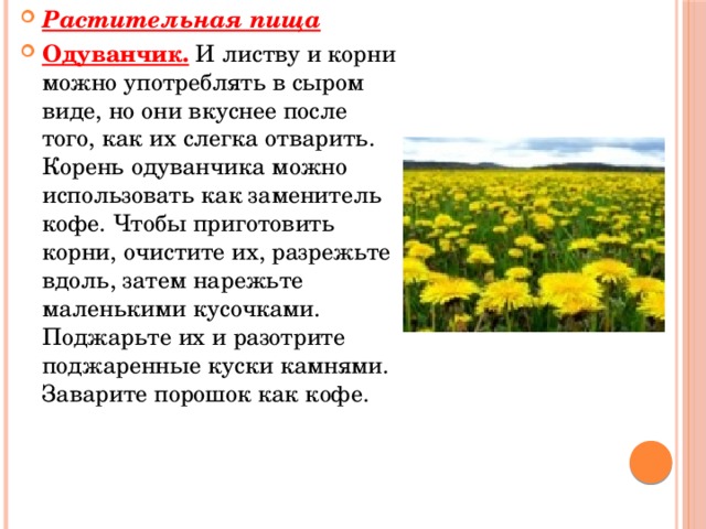 Растительная пища Одуванчик. И листву и корни можно употреблять в сыром виде, но они вкуснее после того, как их слегка отварить. Корень одуванчика можно использовать как заменитель кофе. Чтобы приготовить корни, очистите их, разрежьте вдоль, затем нарежьте маленькими кусочками. Поджарьте их и разотрите поджаренные куски камнями. Заварите порошок как кофе.  