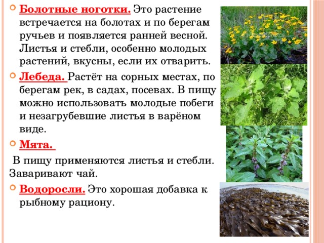 Болотные ноготки. Это растение встречается на болотах и по берегам ручьев и появляется ранней весной. Листья и стебли, особенно молодых растений, вкусны, если их отварить. Лебеда. Растёт на сорных местах, по берегам рек, в садах, посевах. В пищу можно использовать молодые побеги и незагрубевшие листья в варёном виде. Мята.  В пищу применяются листья и стебли. Заваривают чай. Водоросли. Это хорошая добавка к рыбному рациону. 