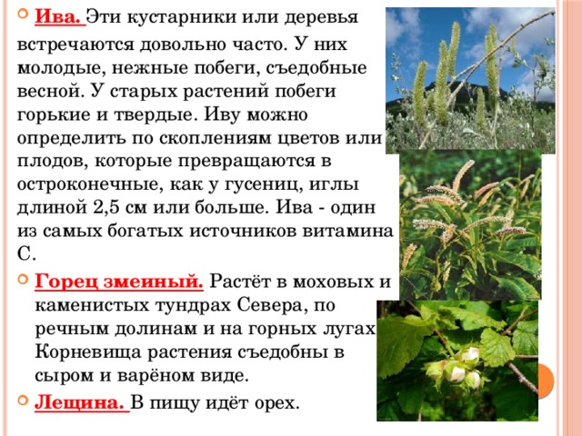 Ива. Эти кустарники или деревья встречаются довольно часто. У них молодые, нежные побеги, съедобные весной. У старых растений побеги горькие и твердые. Иву можно определить по скоплениям цветов или плодов, которые превращаются в остроконечные, как у гусениц, иглы длиной 2,5 см или больше. Ива - один из самых богатых источников витамина С. Горец змеиный. Растёт в моховых и каменистых тундрах Севера, по речным долинам и на горных лугах. Корневища растения съедобны в сыром и варёном виде. Лещина. В пищу идёт орех. 