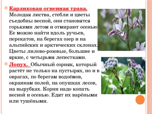Карликовая огненная трава. Молодая листва, стебли и цветы съедобны весной, они становятся горькими летом и отмирают осенью. Ее можно найти вдоль ручьев, перекатов, на берегах озер и на альпийских и арктических склонах. Цветы лилово-розовые, большие и яркие, с четырьмя лепестками. Лопух. Обычный сорняк, который растёт не только на пустырях, но и в оврагах, по берегам водоёмов, окраинам полей, на опушках лесов, на вырубках. Корни надо копать весной и осенью. Едят их варёными или тушёными. 