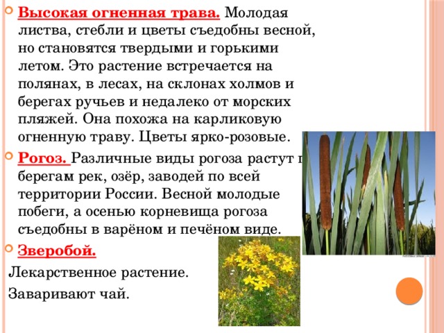Высокая огненная трава. Молодая листва, стебли и цветы съедобны весной, но становятся твердыми и горькими летом. Это растение встречается на полянах, в лесах, на склонах холмов и берегах ручьев и недалеко от морских пляжей. Она похожа на карликовую огненную траву. Цветы ярко-розовые. Рогоз. Различные виды рогоза растут по берегам рек, озёр, заводей по всей территории России. Весной молодые побеги, а осенью корневища рогоза съедобны в варёном и печёном виде. Зверобой.  Лекарственное растение.  Заваривают чай. 