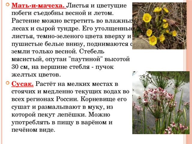 Мать-и-мачеха. Листья и цветущие побеги съедобны весной и летом. Растение можно встретить во влажных лесах и сырой тундре. Его утолщенные листья, темно-зеленого цвета вверху и пушистые белые внизу, поднимаются с земли только весной. Стебель мясистый, опутан 