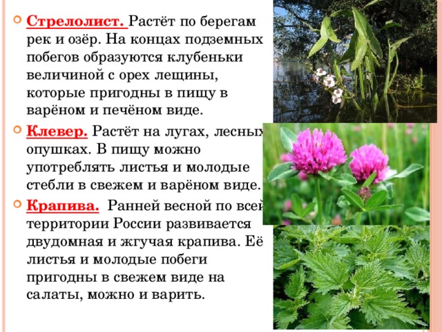 Стрелолист. Растёт по берегам рек и озёр. На концах подземных побегов образуются клубеньки величиной с орех лещины, которые пригодны в пищу в варёном и печёном виде. Клевер. Растёт на лугах, лесных опушках. В пищу можно употреблять листья и молодые стебли в свежем и варёном виде. Крапива. Ранней весной по всей территории России развивается двудомная и жгучая крапива. Её листья и молодые побеги пригодны в свежем виде на салаты, можно и варить. 