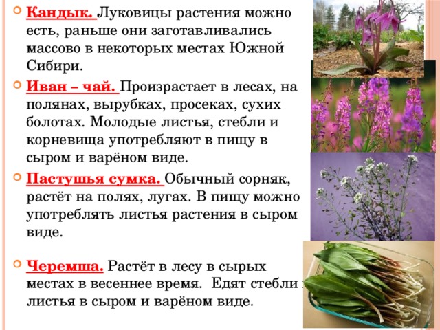 Кандык. Луковицы растения можно есть, раньше они заготавливались массово в некоторых местах Южной Сибири. Иван – чай. Произрастает в лесах, на полянах, вырубках, просеках, сухих болотах. Молодые листья, стебли и корневища употребляют в пищу в сыром и варёном виде. Пастушья сумка. Обычный сорняк, растёт на полях, лугах. В пищу можно употреблять листья растения в сыром виде. Черемша. Растёт в лесу в сырых местах в весеннее время. Едят стебли и листья в сыром и варёном виде. 