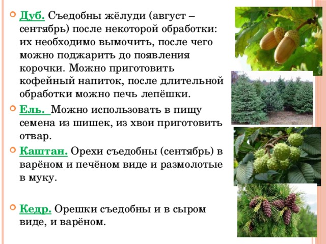 Дуб. Съедобны жёлуди (август –сентябрь) после некоторой обработки: их необходимо вымочить, после чего можно поджарить до появления корочки. Можно приготовить кофейный напиток, после длительной обработки можно печь лепёшки. Ель. Можно использовать в пищу семена из шишек, из хвои приготовить отвар. Каштан. Орехи съедобны (сентябрь) в варёном и печёном виде и размолотые в муку. Кедр. Орешки съедобны и в сыром виде, и варёном. 