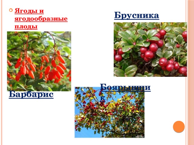 Боярышник Ягоды и ягодообразные плоды              Брусника Барбарис 