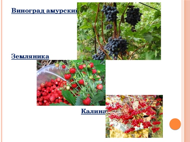 Виноград амурский     Земляника      Калина 