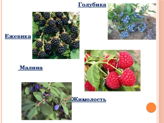 Голубика    Ежевика     Малина    Жимолость 