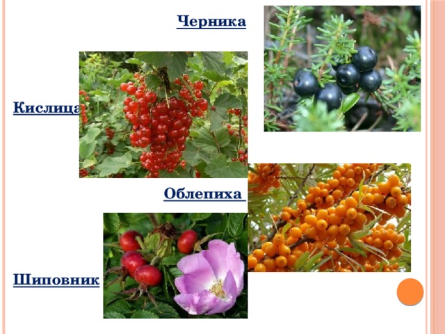 Черника    Кислица    Облепиха    Шиповник 
