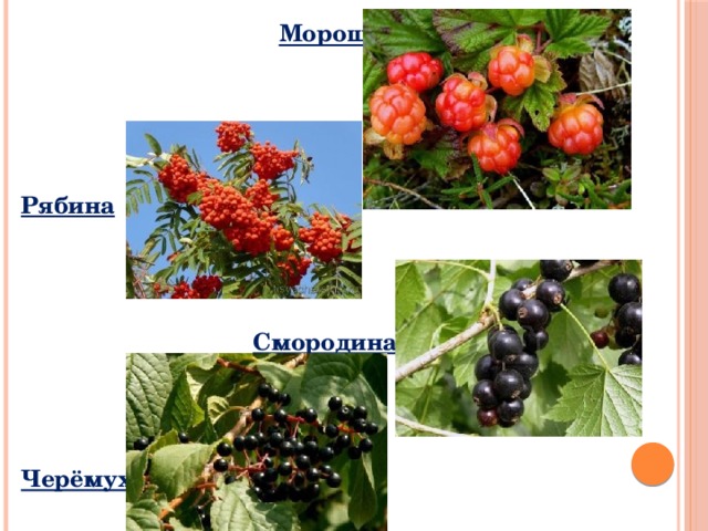 Морошка     Рябина    Смородина    Черёмуха 